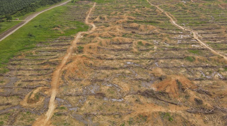 Abholzung in Sorong, West-Papua, durch die Firma IKSJ