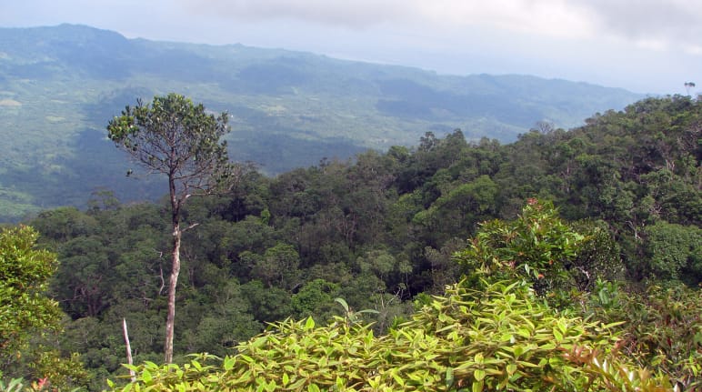 Bewaldete Berglandschaft, im Vordergrund ragt ein hoher Baum heraus