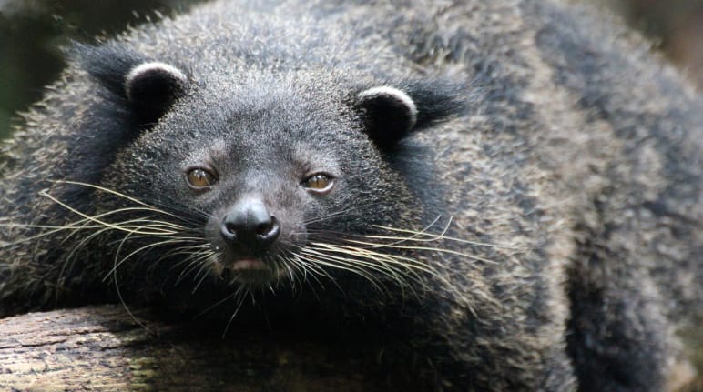 Schwarzes bärartiger Tier mit langen Barthaaren liegt auf einem Baumstamm und schaut in die Kamera