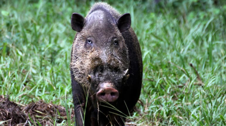 Frontalansicht eines schwarzen Schweins