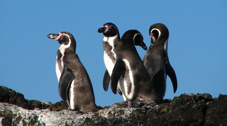 Pinguine Chile
