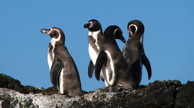 Einige tausend Brutpaare der bedrohten Humboldt-Pinguine brüten in der Meeresregion La Higuera - Isla Chañaral in Chile Pinguine Chile