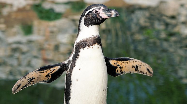 flatternder Humboldt-Pinguin