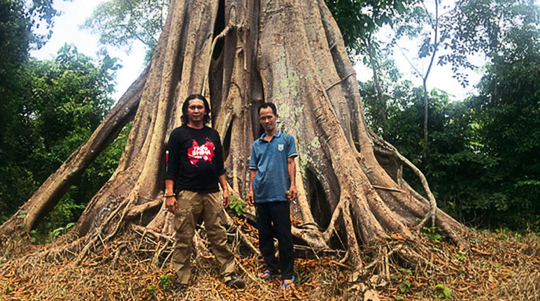 Feri Irawan (links) und Marhoni vor einem Baumriesen im Wald von Sepintun