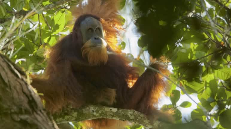Richter in Medan fällen den Hammer über das Schicksal des Tapanuli-Orang-Utans Pongo Tapanuliensis