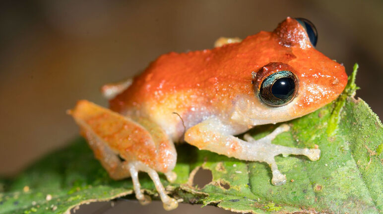 Ein Frosch sitzt auf einem Blatt