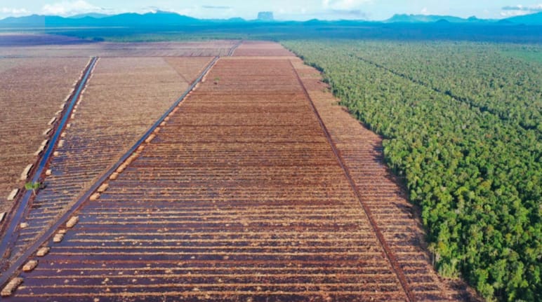 links Kahlschlag für Papierindustrie, rechts Urwald