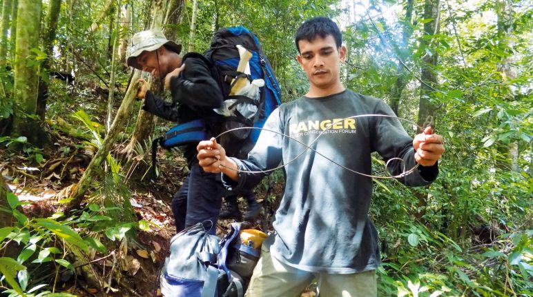 Im Leuser Ökosystem auf Sumatra/Indonesien haben Ranger schon mehr als 800 Schlingfallen eingesammelt Ranger entschärfen Schlingfalle