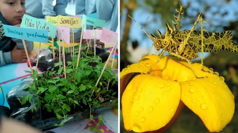 Report 4-25 - Collage Grüne Schule