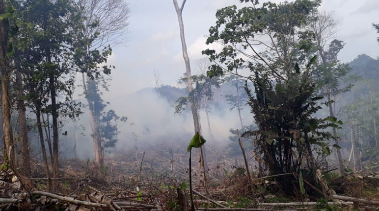 Rodung in Indio Maiz Reserva Biologica