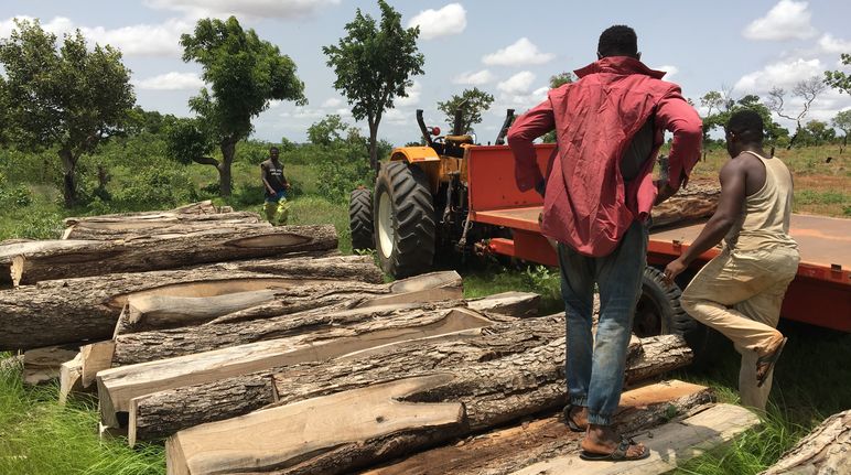 Gefällte Palisander-Stämme in Ghana