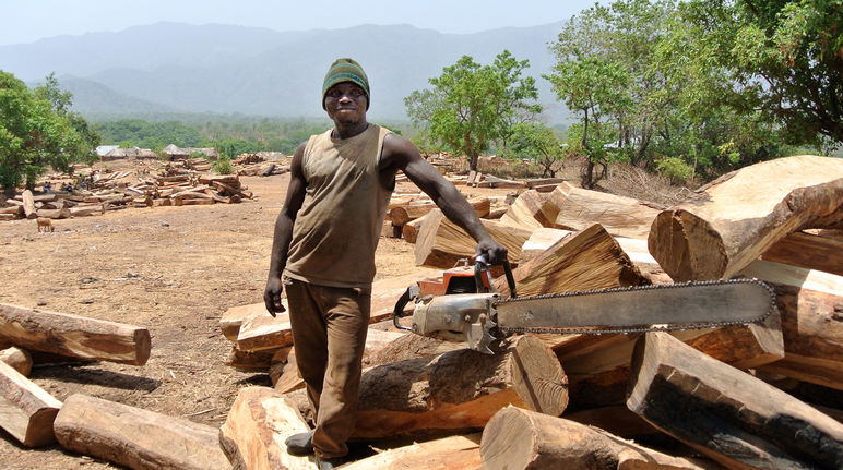 Holzfäller mit Motorsäge auf Lagerplatz für Palisander-Stämme in Nigeria