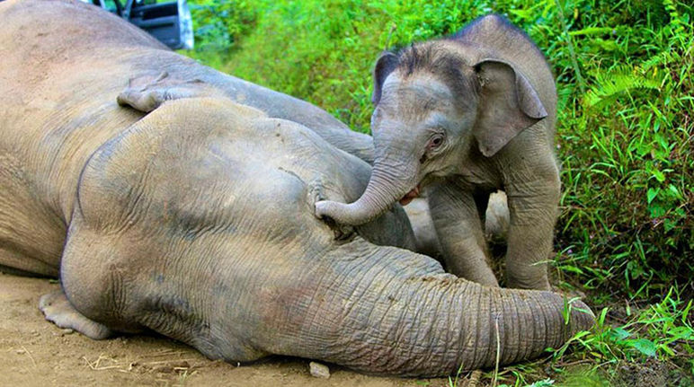 Ein Elefantenkalb versucht vergeblich mit seinem Rüssel seine am Boden liegende vergiftete Mutter zu wecken