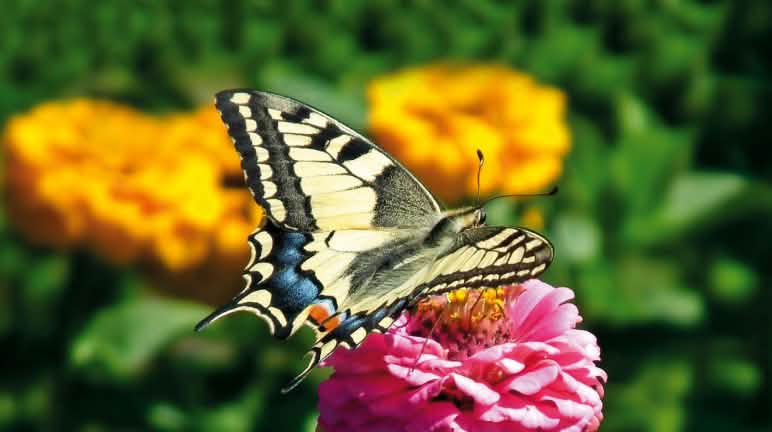 Wie stark Insekten - hier ein Schwalbenschwanz - vom Artensterben betroffen sind, können Experten nicht beziffern Schwalbenschwanz