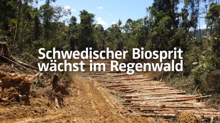 Ein Palmöl-Derivat ist einer der Hauptrohstoffe für die Produktion von HVO-Biodiesel Rodung für Palmöl-Plantage in Sarawak + Text "Schwedischer Biosprit wächst im Regenwald"