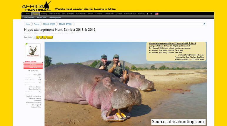 Laut Schätzungen leben lediglich 130.000 Flusspferde in der Wildnis. Screenshot Flusspferd Jäger Webseite