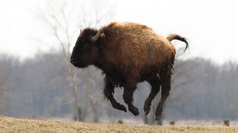 Gerettet: der Lebensraum von Bisons und Karibus bleibt erschont Ein verspielter Bison springt in die Luft