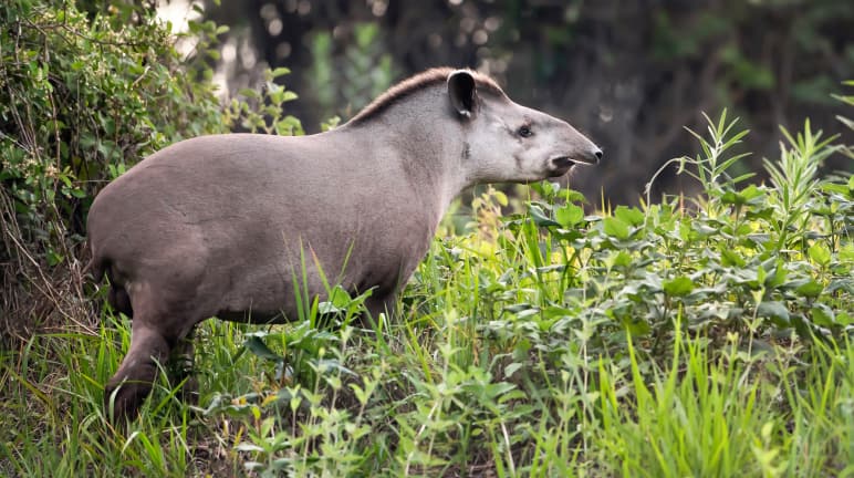 Flachlandtapir im Amazonasgebiet