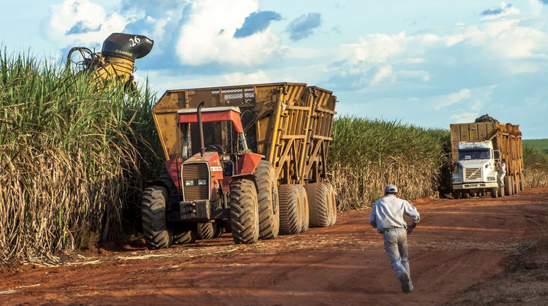 Zuckerrohrernte in Brasilien (Mato Grosso, Brasilien)