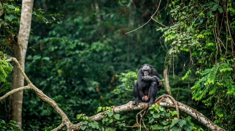 Bonobo auf dem Ast eines Baumes in Kongo