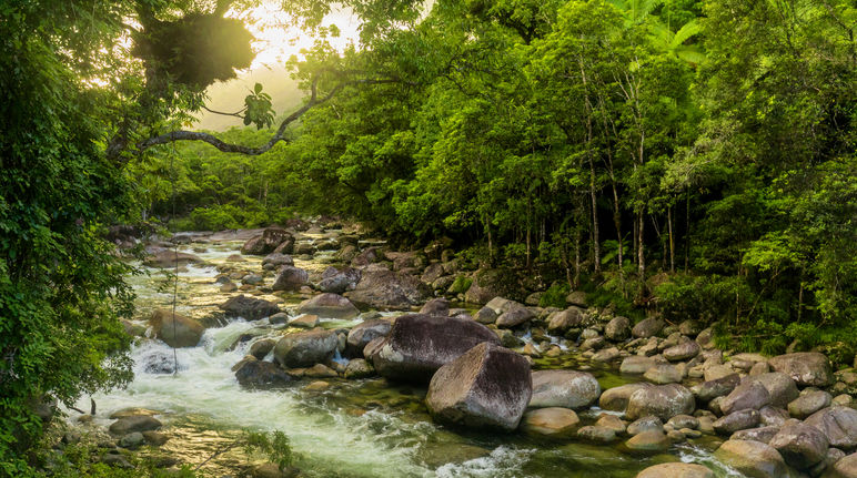 Daintree Nationalpark in Australien