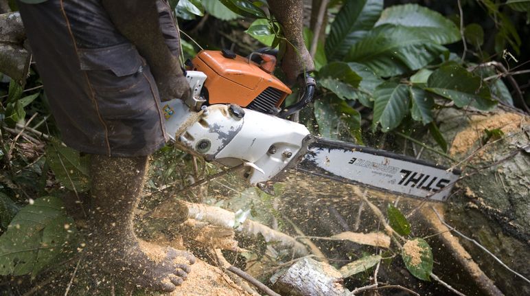 Kahlschlag im Regenwald: Weltweit benutzen Holzfäller Motorsägen von Stihl Holzfäller mit Motorsäge von Stihl