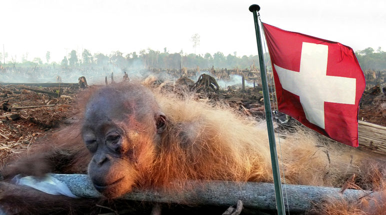 Collage: Gefesseltes Orang-Utan-Baby + Fahne Schweiz