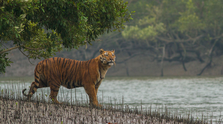 Tiger in Mangroven der Sundabarns