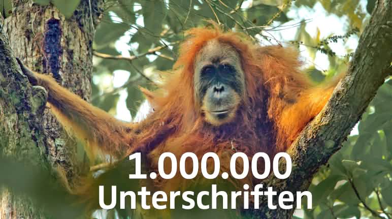 Weltweiter Protest gegen den Batang-Toru-Staudamm im Orang-Utan-Habitat Pongo tapaluniensis