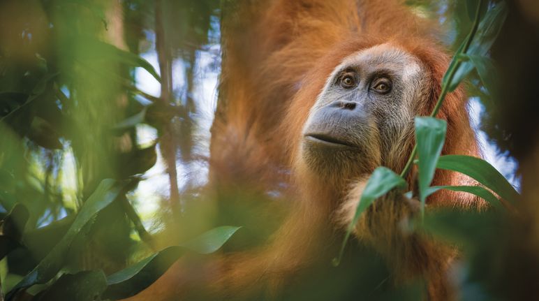 Tapanuli-Orang-Utan Pongo Tapanuliensis