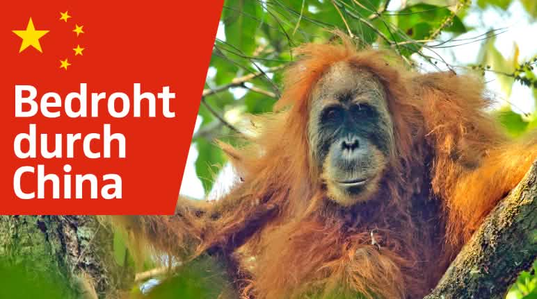 Die Orang-Utans und ihr Wald sind durch einen sinnlosen Staudamm bedoht Pongo tapaluniensis