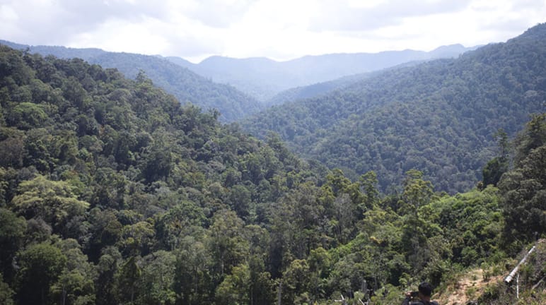 Blick von der Höhe über Regenwald
