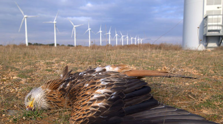 Toter Rotmilan vor Windkraftwerken Toter Rotmilan vor Windkraftwerken