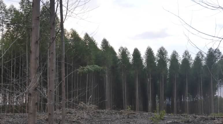 Eukalyptus-Plantagen sind kein Regenwald! Eukalyptus-Plantage, vorne Kahlschlag