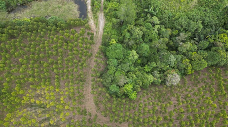 TPL-Eukalyptus-Plantagen verdrängen den Regenwald