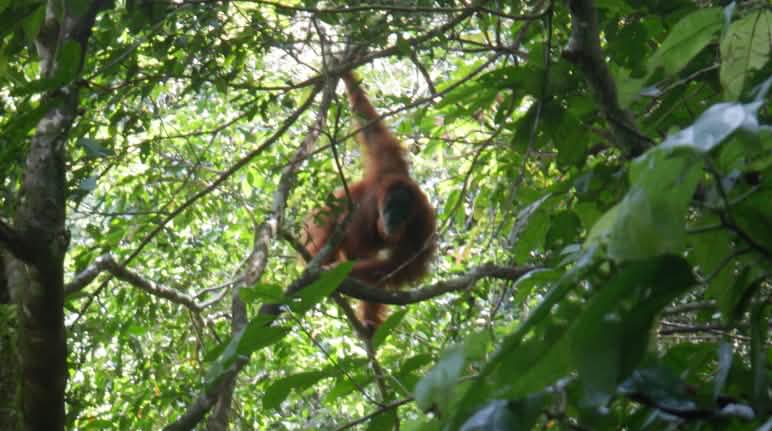Die Fruchtbäume im neuen Wald locken immer mehr Orang-Utans an Orang-Utan im Baum