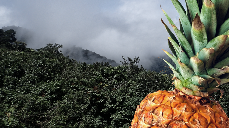 Ananas vor Regenwald