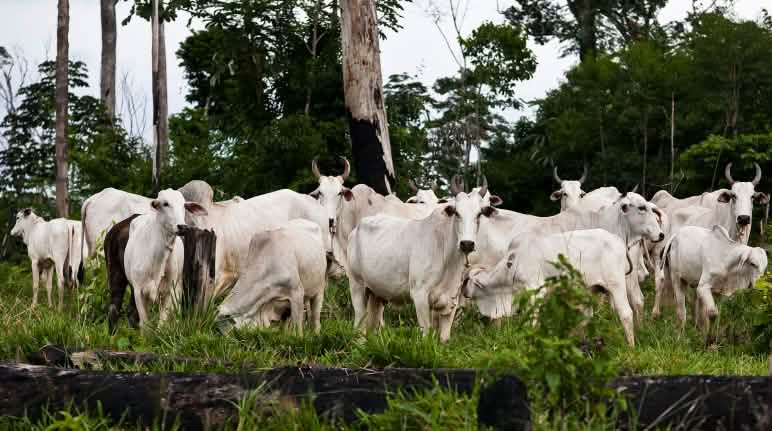 Waldvernichtung macht den Ausbruch von Pandemien wahrscheinlicher Viehzucht und Entwaldung in Amazonas Regenwald