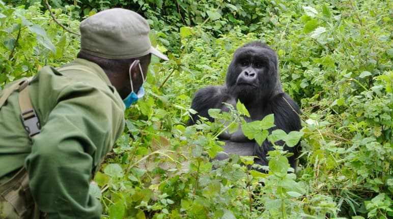 Mehrere Gorilla-Familien im Kongo wurden an Ranger und Touristen gewöhnt. Einige Meter Abstand und medizinische Masken sind Pflicht Gorilla und Ranger im Virunga Park