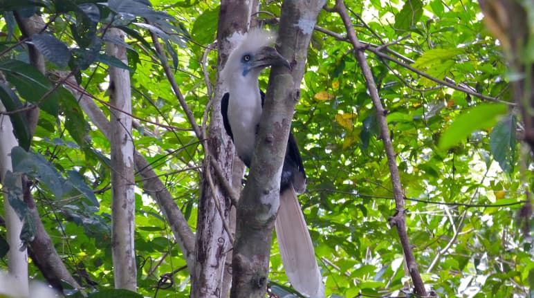 Der bis zu 80 cm große Langschopf- Hornvogel gehört zu den acht Nashornvogel- Arten von Borneo. Er braucht intakte Wälder – so wie die Menschen Langschopf-Hornvogel