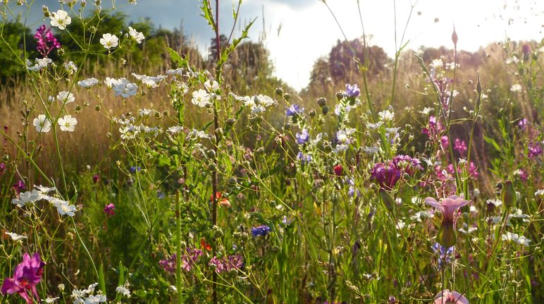 Wildblumenwiese