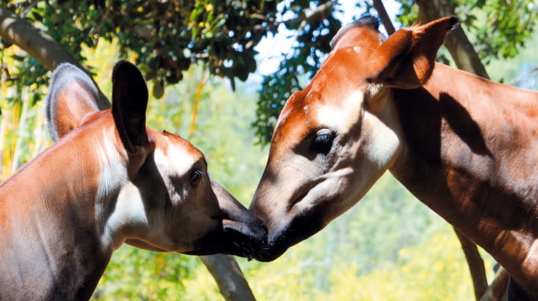 Okapis (Okapia johnstoni) sehen aus wie kleine Giraffen, die Streifen wie Zebras haben verwendung
