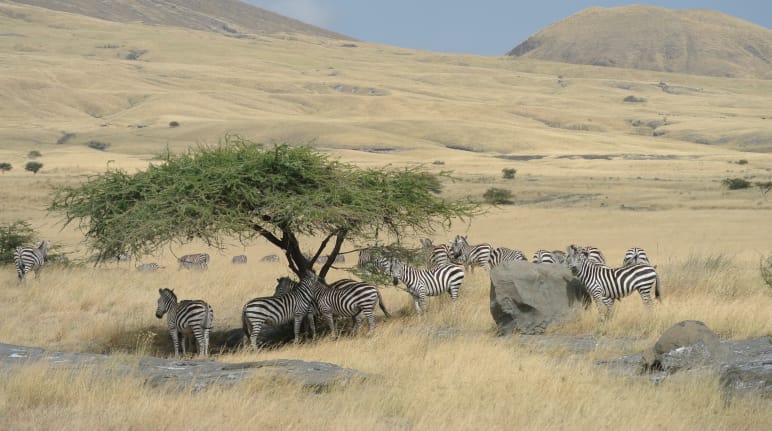 Zebraherde unter einem Baum, umgeben von gelbem Grasland