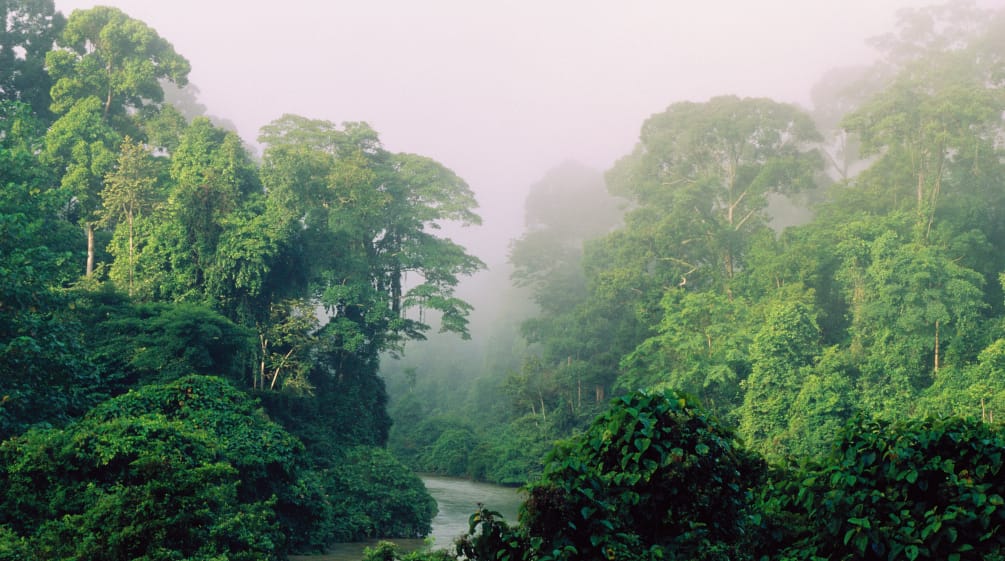 Ein Fluss fließt durch den Regenwald