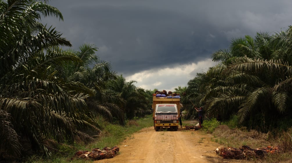 Palmölplantage in Indonesien