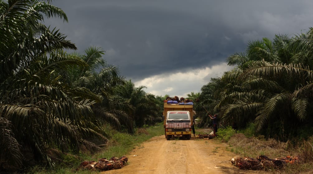 Palmölplantage in Indonesien (Symbolbild) Palmölplantage in Indonesien