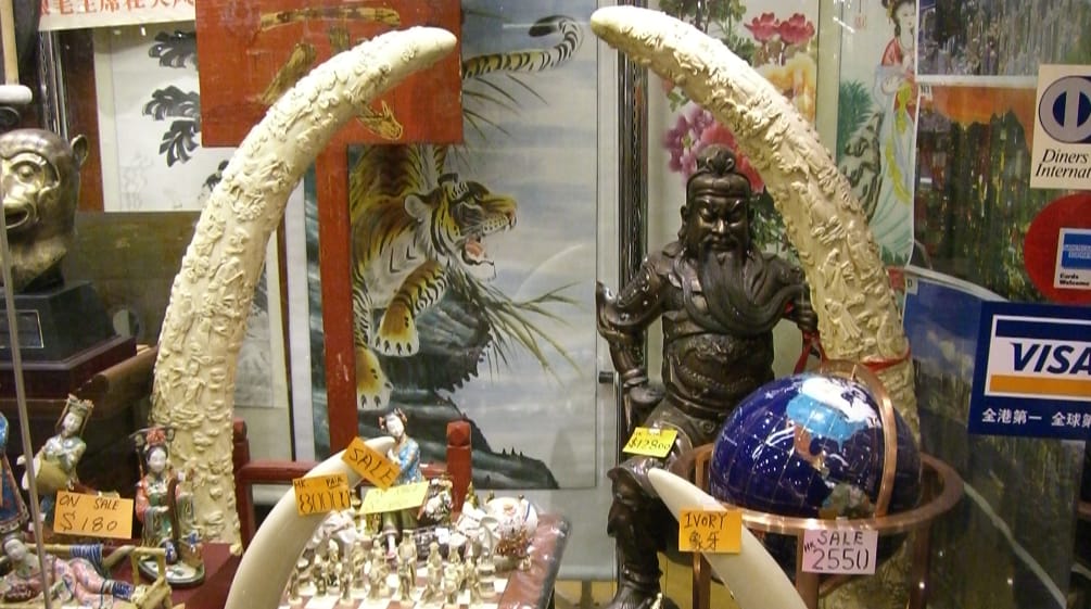 Schaufenster mit Elfenbein: Wilderei hat Elefanten an den Rand des Aussterbens gebracht Elfenbein in Geschäft