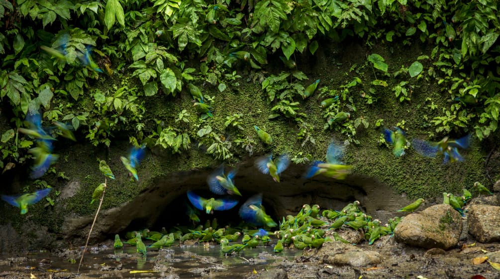 Papageien im Yasuni NP