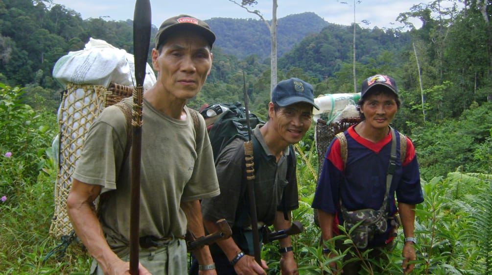 Drei indigene Männer tragen in Körben auf dem Rücken Gepäck durch den malayischen Regenwald.