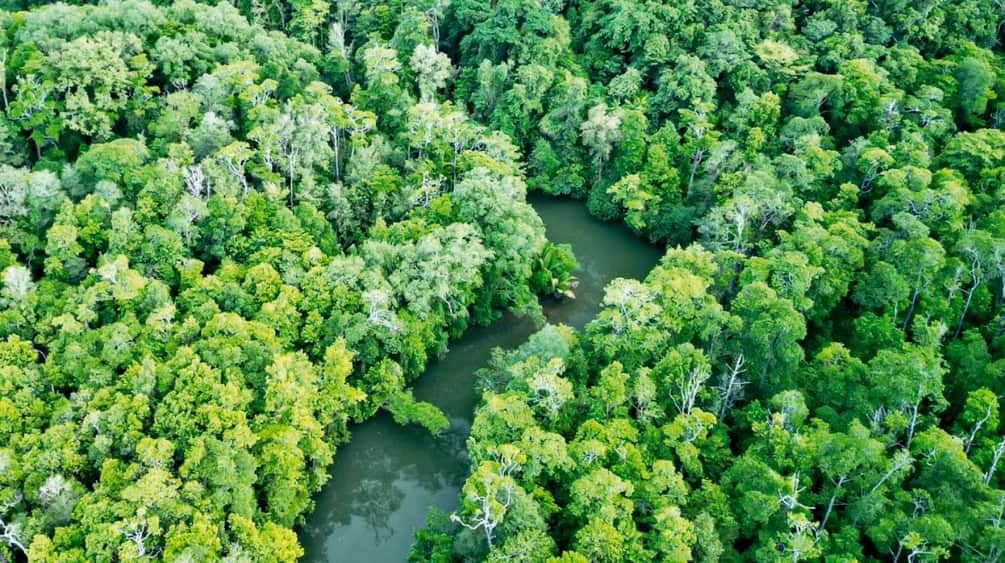 Drohnenfoto von Regenwald mit Fluss und Kahlschlag